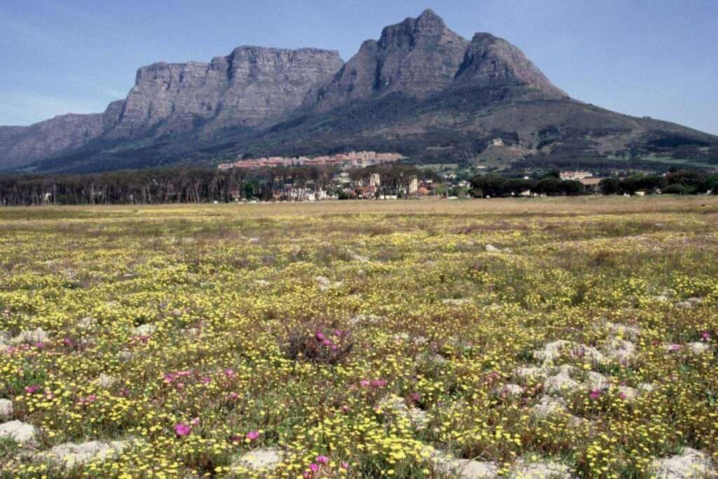 Rondebosch