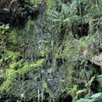 Cecelia Waterfall to Kirstenbosch