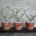 Kalk Bay Garden Shop