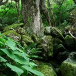 Marloth Nature Reserve