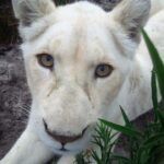 Panthera Africa