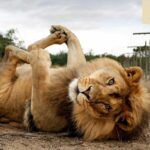 Drakenstein lion park