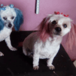 Babette's Doggie Parlour