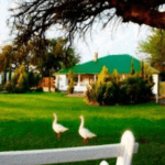 Olive Grove Guest Farm