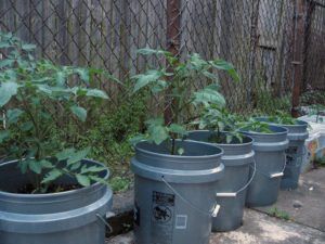 Urban Backyard farming