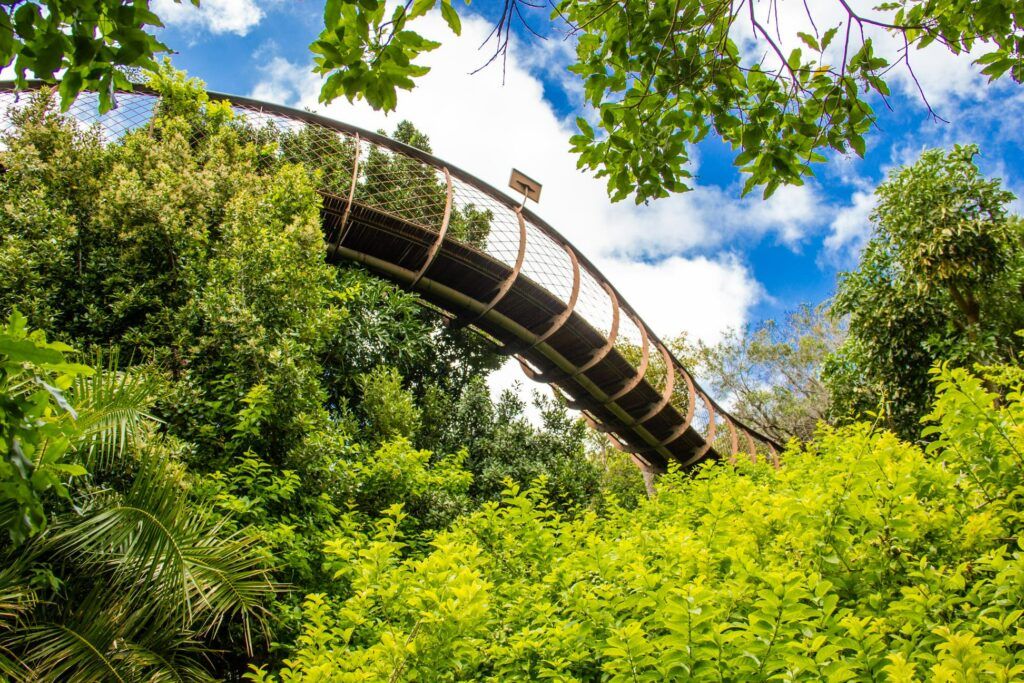 Kirstenbosch National Botanical Garden