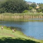 Majick forest in Durbanville