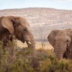Aquila Private Game Reserve