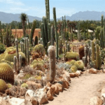 Sheilam succulent nursery