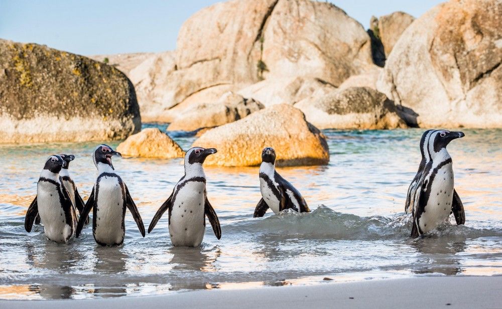 Boulders Beach