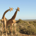 Buffelsfontein Game and Nature Reserve