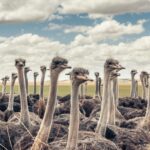 Cango ostrich farm