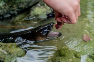Eels at Stilbaai 