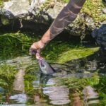 Eels at Stillbaai 