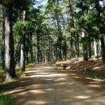 cecelia forest
