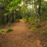 Newlands forest