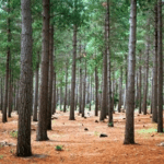 Tokai forest