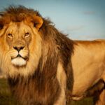 Bergsig private game reserve