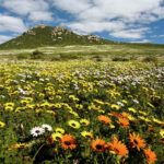 Postberg Flower reserve