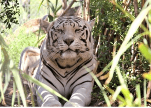 Cango Wildlife Ranch
