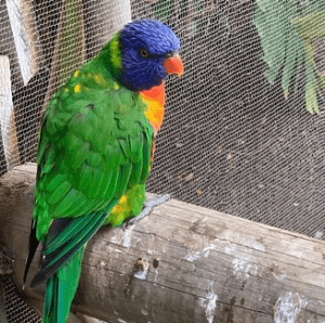 Cango Wildlife Ranch