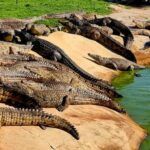 Le Bonheur reptile adventures