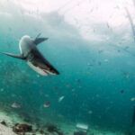 White shark diving company