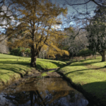 Wynberg park