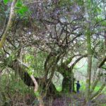 Platbos indigenous forest