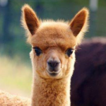 Quenti Alpaca farm and Mill