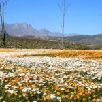 Ramskop Nature reserve