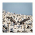 Bird Island nature reserve