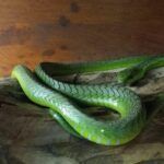 Lawnwood snake sanctuary
