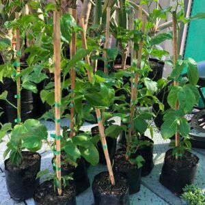 Ray's retail nursery