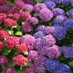 Ray's retail nursery