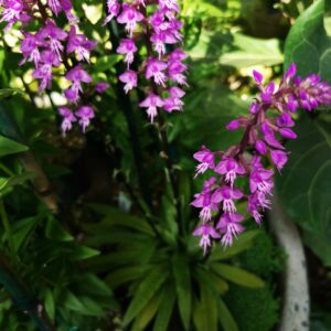 Riebeek Valley Garden Centre
