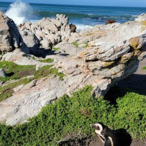 Stony point nature reserve