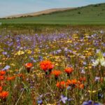Waylands wildflower reserve