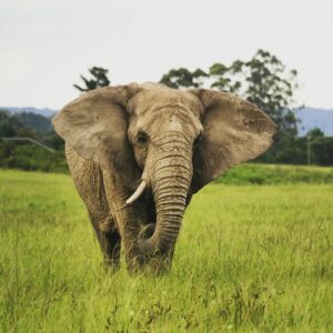 Knysna Elephant adventures