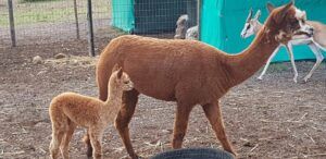Fynbos Guest Farm and Animal Sanctuary