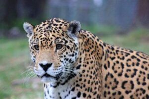 Jukani wildlife sanctuary