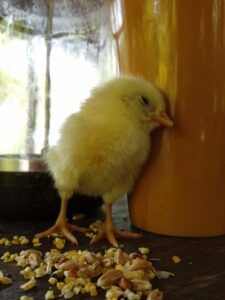 Rocklands Petting Farm