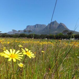 Rondebosch common
