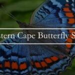 Western Cape Butterfly Sanctuary