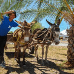 Donkey cart rides