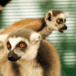 Exotic animal world