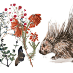 The Cape Flats Fynbos Nursery