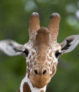Giraffe Rescue and Research 