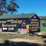 Karoo Daisy