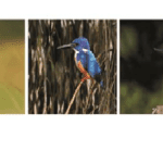 Half-Collared Kingfisher Trail